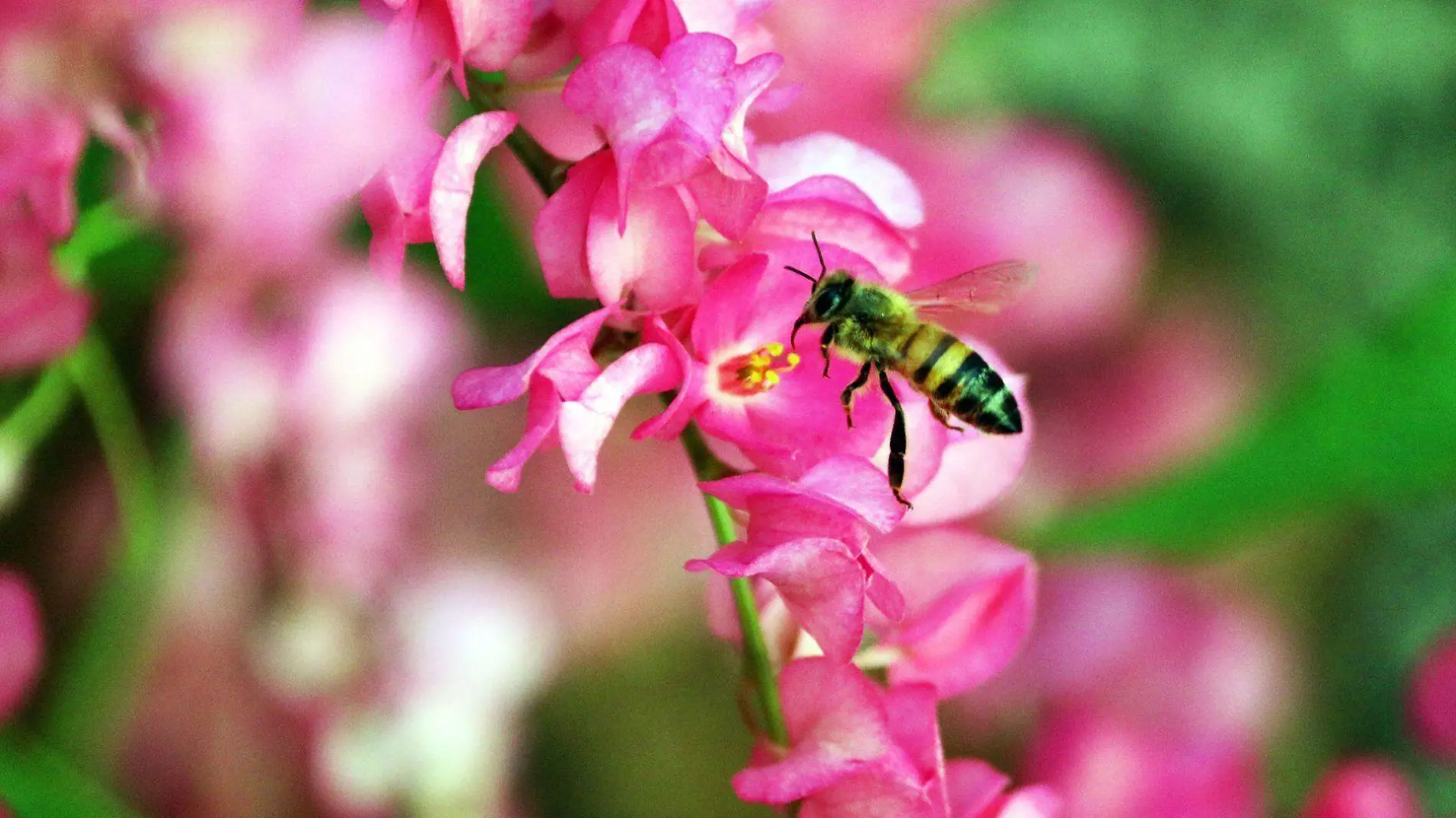 884661_Abejas Jardín Cuernavaca 1_web